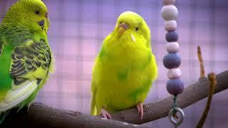 8 Hour Happy Sounds for Sad and Lonely Birds | Sound Therapy |