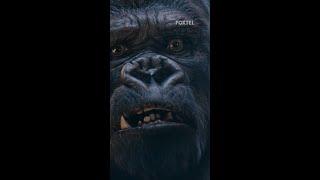 The one face you would not want to see after waking up. #KingKong