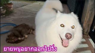 ยายหนูอยากออกไปวิ่ง | ข้าวเหนียว ขี้กระโปกหมา