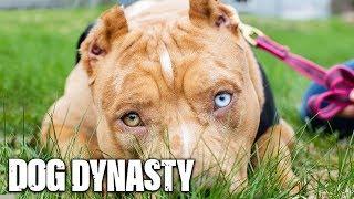 Meet Nicki Minaj: The Queen Of DDK9s | DOG DYNASTY