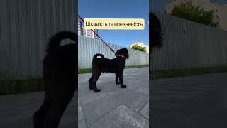 Соціалізація - перші результати!!! #грифон #цуценя