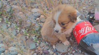 With sad eyes, he bit at the Coke bottle cap, begging the young man traveling by bicycle for help!