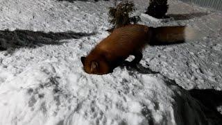 ЛисЯша на снежной горке.Fox on a snow slide