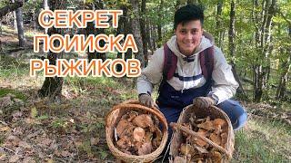 НОВЫЙ ЛЕС С РЫЖИКАМИ! Секреты и советы