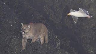 Cougar sighting closes Cannon Beach at Haystack Rock