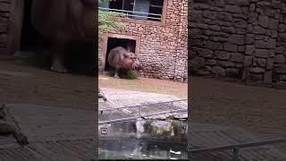 Hippo Charges Zookeeper!!What Game is This??#animals#new#viral #shorts#breakingnews#shortvideo#