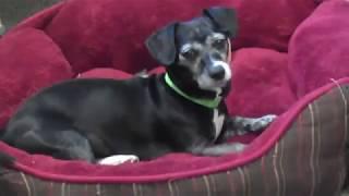 Sweetheart Sally - A Promo Video for a very good girl