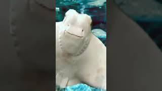Ikan pari berenang di aquarium