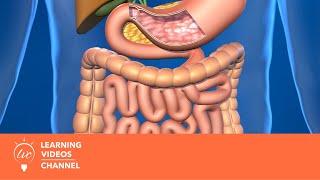 Digestive System - Real World Science on the Learning Videos Channel