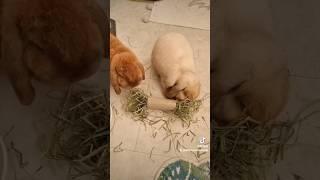 Easy Hay Feeder Hack For Rabbits (nontoxic/no glue)  #cutebunny #cuterabbit #roamfree