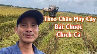 Minh Hiền Miền Tây Trở Lại / Đi Theo Máy Cày Cắt Lúa - Bắt Chuột - Bắt Cá Đầy Đồng