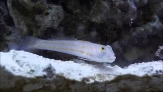 Diamond Watchman Goby Sifting Sand