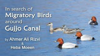 In search of Migratory Birds around GUJJO Canal