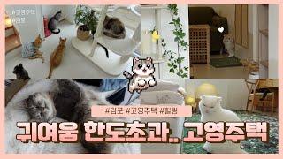 귀여움 한도초과..김포 고영주택 ‍⬛ 고양이50마리와 함께 #고영주택 #고양이집