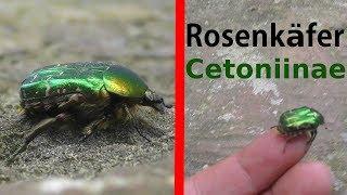 Goldglänzender Rosenkäfer Nahaufnahme - Cetoniinae - Cetonia aurata close up! 4K-VIDEO