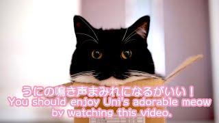 【鳴き声まとめ】超かわいい猫は鳴き声まで超かわいい！　Uni has a very cute meow as well as his looks.