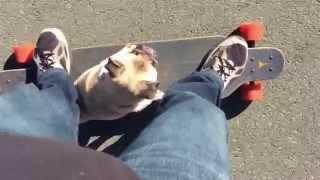 Mojo rides a Boosted Board