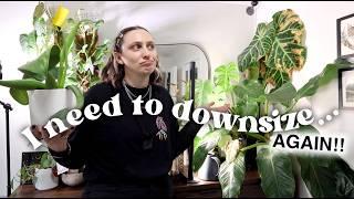how I downsize my plant collection 🪴 Declutter With Me
