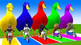 5 Giant Duck Cartoon,Cow,Elephant,Tiger,Lion,Gorilla, Paint Wild Animals Crossing Fountain Animation