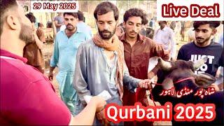 Shahpur Kanjra Mandi | Live Deal | Qurbani 2025