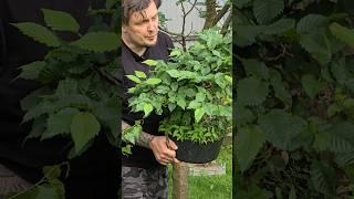 Болезни листьев у грабинника в нашей полосе #bonsai #shorts @Studio.Bonsai