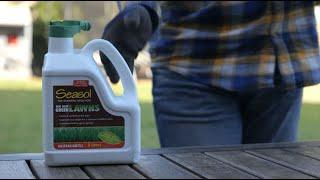 Outdoors Indoors – Seasol for Lush Green Lawns with Kim Syrus