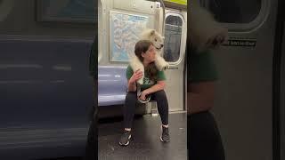 My dog rides the subway like this almost every day! #samoyed #shorts #dog