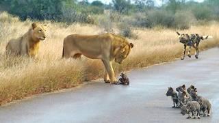 Lions Come Across Wild Dog Puppies Busy Moving Dens