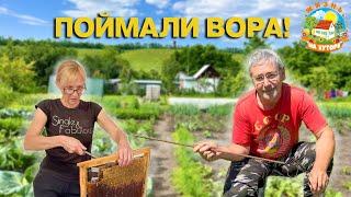 🟢ЖИЗНЬ В ДЕРЕВНЕ. Кто попался на крючок? Ограбили пчёл!