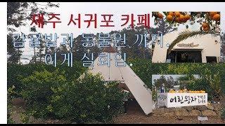 제주 서귀포 카페 어린왕자 감귤밭 그리고 게스트 하우스