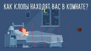 Как клопы находят человека в квартире