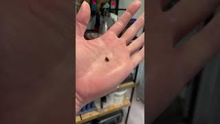 Amazing Insect  | Mind Blowing Insects | Satisfactory | #Shorts #Instagramreels #Trending #Viral