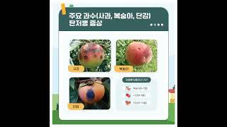 농촌진흥청-과수 탄저병 예방 빛 관리 #탄저병 #과수 #예방