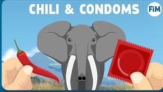 How Chilis and Condoms are Saving Elephants' Lives