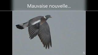 Nouvelle des pigeons et mauvaise nouvelle...