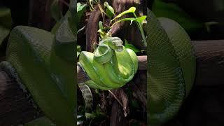 Morelia Viridis/Green Tree Python Sorong #chondro #python #snake #nature #beautiful #green #blue