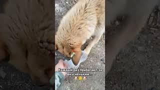 Они уже знают расписание автобусов...  #бездомыши#делай_добро#собака_друг_человека#собаки#