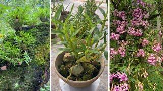 Top amazing techniques grafting and growing orchid videos