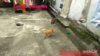 KUCING LUCU BERMAIN BOLA#zahrachannel#kucinglucu#kucing#kucingviral#kucing#kucingkampung#catlover