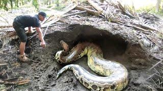 SECONDS OF CAPTURE MONSTER PYTHON BUNTET SNAKE | ANACONDA KW | SNAKE | MANDA ADVENTURER