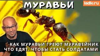 Муравей греет муравейник... жесть! Смотри факты из жизни муравейника | Лэйдл – Ladle