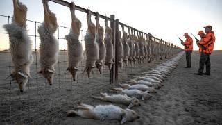 How Farmers Deal With Hundreds of Foxes in the Field| Extreme Foxes and Coyotes Hunting