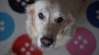 Deadly dog heart disease linked to grain-free dog food