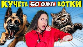 60 Факта за КУЧЕТАТА и КОТКИТЕ