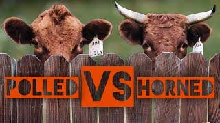 Guide To Buying Your First Dexter Cow #3 (Polled VS Horned)