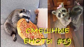 Cмешные ЕНОТЫ #19 / Приколы с ЕНОТАМИ 2021 / Funny Raccoons.