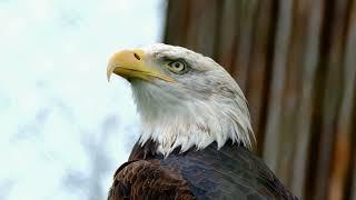 Eagle eyes for the sky | Free Copyright Video | Free to use HD