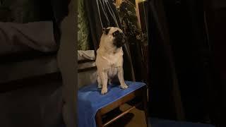 I want to eat. Not much#puglife #shortvideo #pugsofinstagram #pugstagram #shorts #short #мопс #гуффи