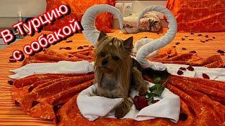 Dog Vlog: Летим в Турцию с собакой // Ужасный отель 5* ultra all inclusive