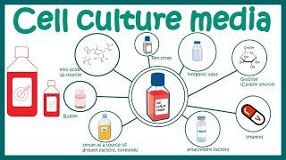 Animal cell culture media